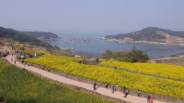 清山岛海岸线附近的油菜田(著名的旅游景点)鸟瞰图视频素材