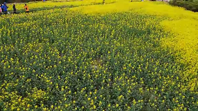 清山渡岛油菜地(著名旅游景点)的鸟瞰图视频素材