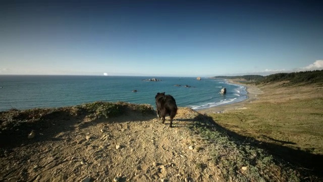 沿海小道上的狗视频素材