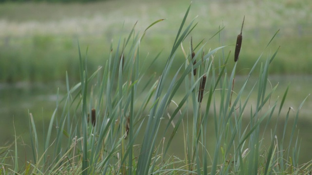 英国格洛斯特郡，reed / Upper Slaughter, MS PAN拍摄视频素材