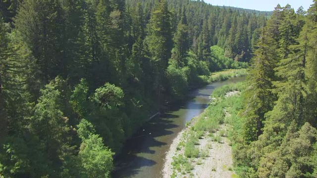 WS AERIAL POV红木森林和红木国家和国家公园的河流，加利福尼亚州视频素材