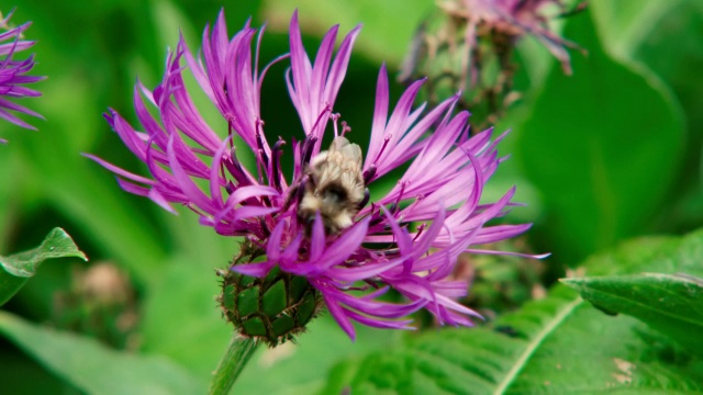 MS View of黄蜂save to honey on top of purple flower /各种各样，英国视频素材