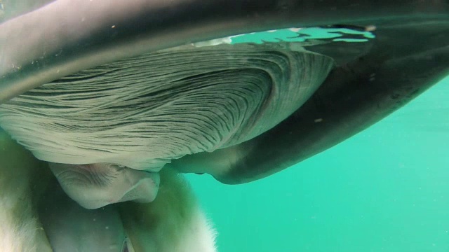 CU拍摄的死鲸漂浮在海上/各种，英国视频素材