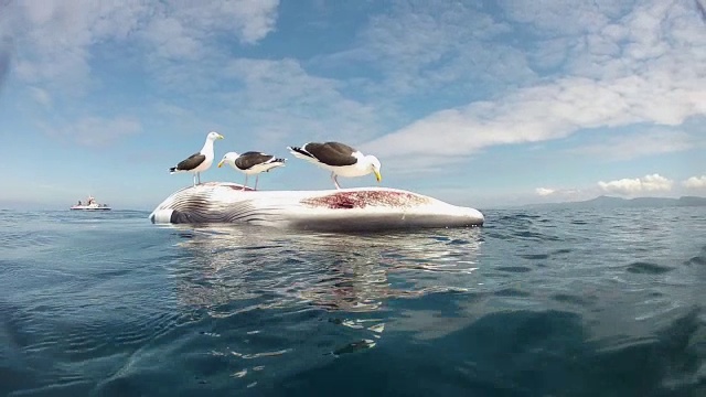 英国海鸟吃死鲸/各种各样视频素材