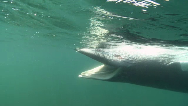 在英国，死鲸张开嘴漂浮在海面上视频素材