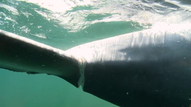 cuview死鲸尾漂浮在海上/各种，英国视频素材