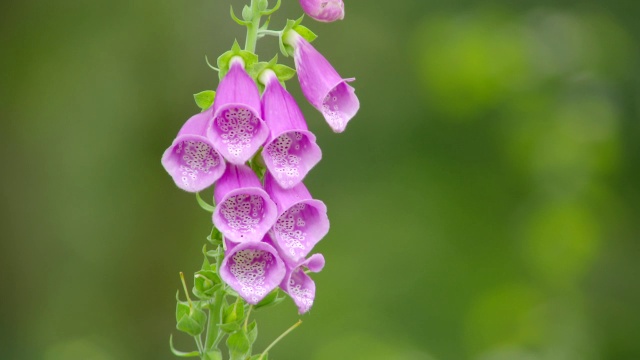 大黄蜂花观里蜜蜂/各种各样，英国视频下载