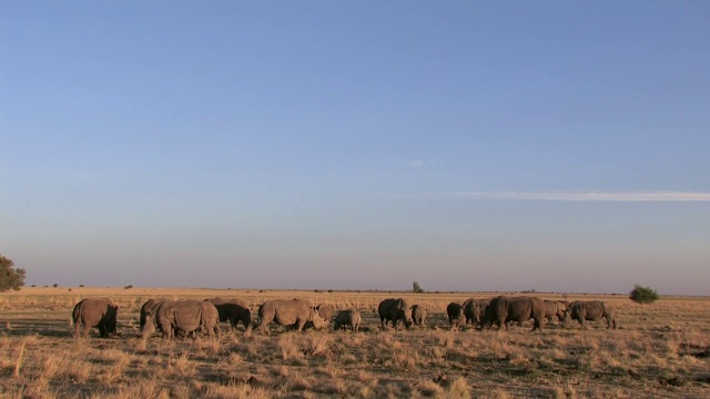 白犀牛群/ Klerksdorp，南非西北部视频素材