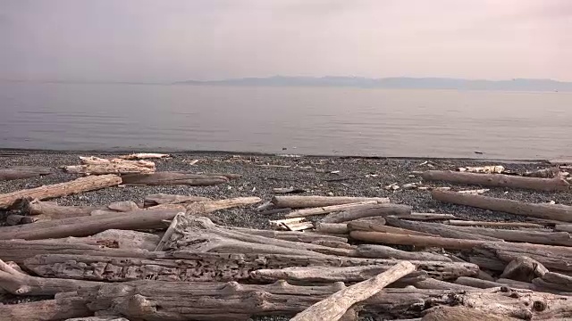 西雅图海滩上的浮木视频素材