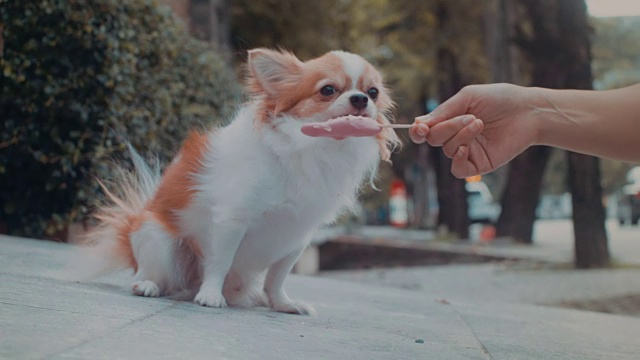 吉娃娃狗在吃冰淇淋视频素材