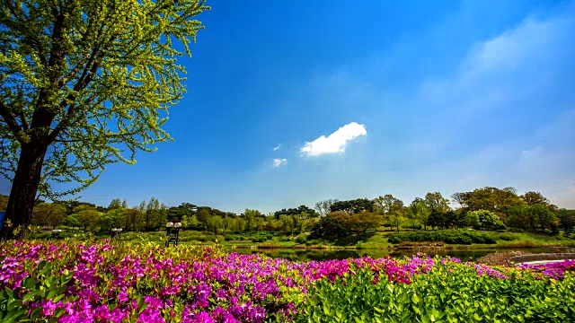 湖公园和皇家杜鹃花视频素材