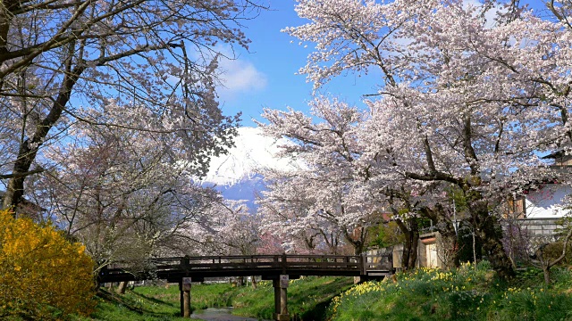 富士山和樱花视频素材