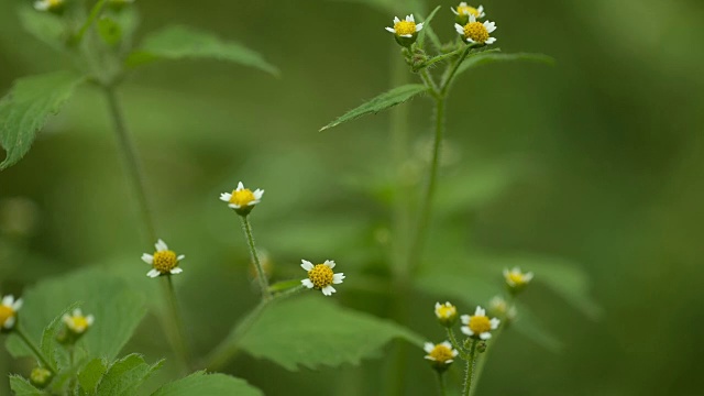 鬼针草属的三分野花视频素材