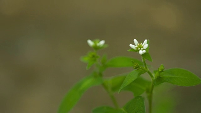 拍摄的蒲桃野花视频素材