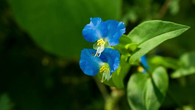 蓝野花的照片视频素材