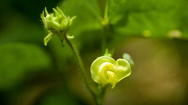 黄色的野花视频素材