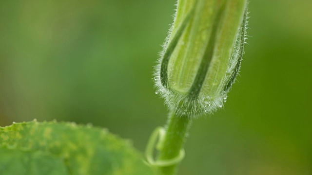 拍摄的野生南瓜花蕾视频素材