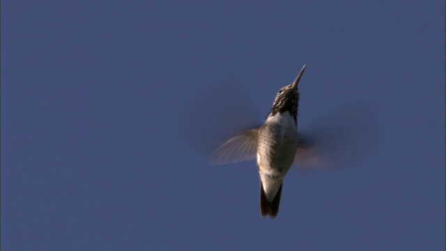 美国黄石公园，雄性蜂鸟(Stellula Calliope)盘旋视频素材