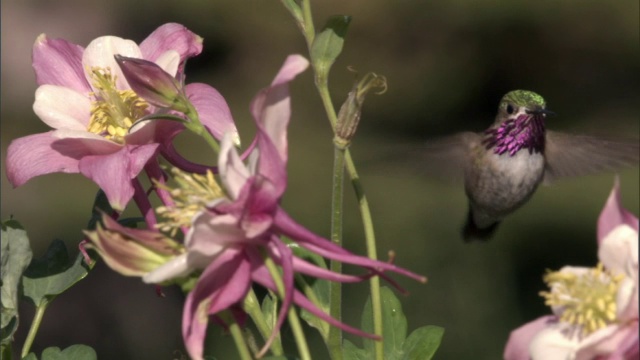 美国黄石公园，雄性蜂鸟(Stellula Calliope)以花为食视频素材