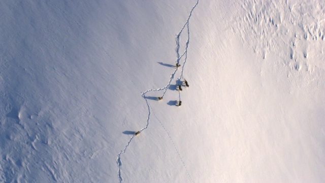 美国黄石公园，灰狼飞越雪山上空的航拍视频素材