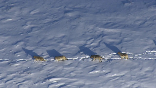 美国黄石公园，灰狼飞越雪山上空的航拍视频素材