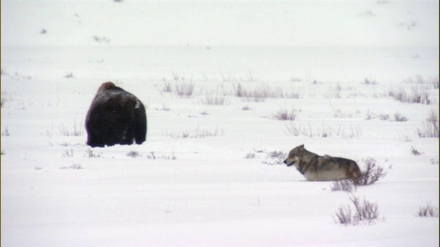 美国黄石公园，灰狼(犬类狼犬)在雪地里艰难地走过野牛视频素材