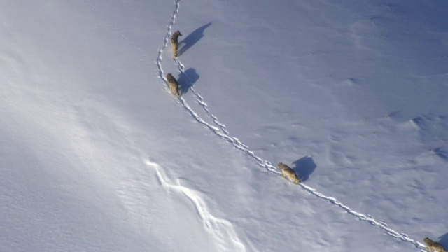 美国黄石公园，灰狼飞越雪山上空的航拍视频素材