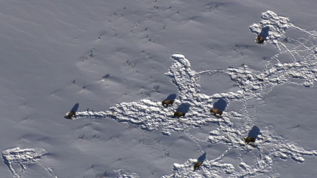 美国黄石公园，空中拍摄在雪地上吃草的野牛(野牛)视频素材