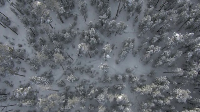 美国黄石公园冬季雪地森林上空的空中轨道视频素材