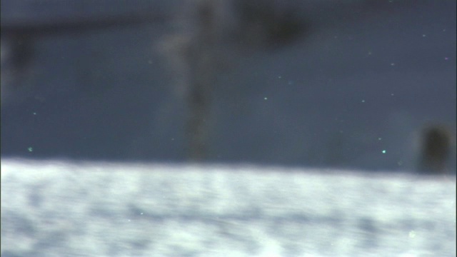 在美国黄石公园的雪山上，冰晶飘过灰狼(犬类狼疮)视频素材