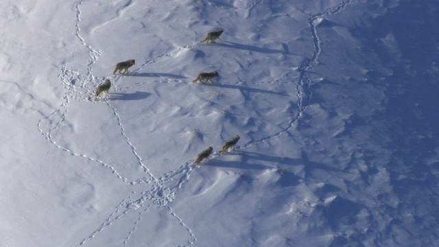 美国黄石公园，灰狼飞越雪山上空的航拍视频素材