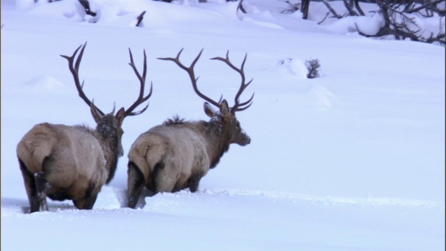 美国黄石公园，麋鹿(加拿大鹿)在深雪中跋涉视频素材