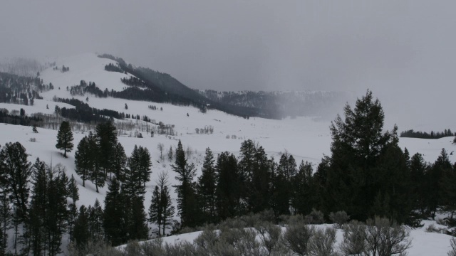 暴风雪席卷了针叶林。视频素材