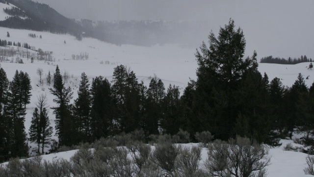 暴风雪席卷了针叶林。视频素材