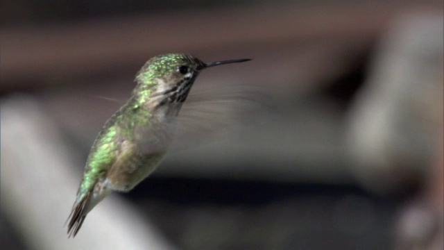 美国黄石公园的阳台上，雄性蜂鸟(Stellula Calliope)盘旋视频素材