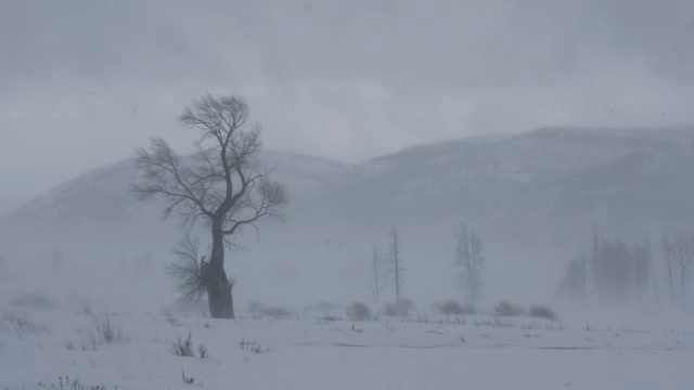 暴风雪吹过贫瘠的树木。视频素材