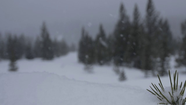 雪覆盖了针叶树的嫩芽。视频素材