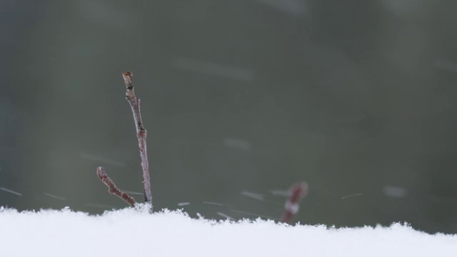 雪覆盖了暴露在外的树枝。视频素材