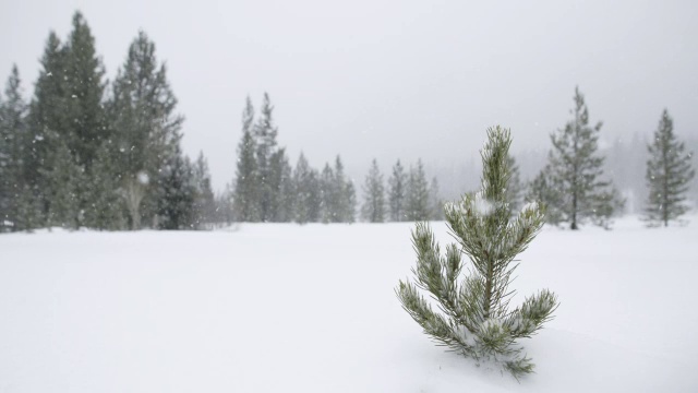 雪落在暴露的针叶树顶端。视频素材