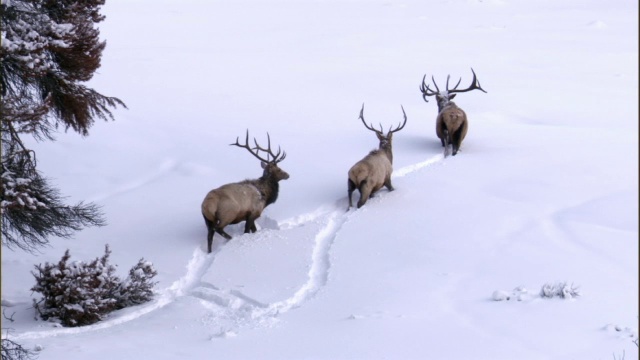 美国黄石公园，麋鹿(加拿大鹿)在深雪中跋涉视频素材