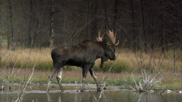 麋鹿(Alces Alces)湖，黄石，美国视频素材