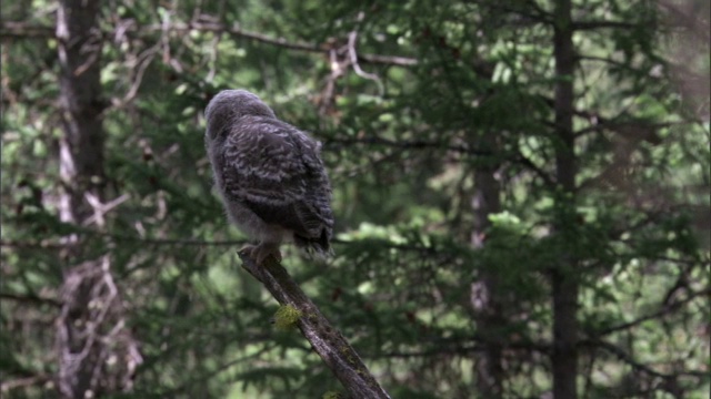 大灰猫头鹰(Strix nebulosa)的雏鸟在森林中展开翅膀，黄石，美国视频素材