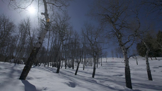 太阳从头顶飞过时，白桦树在雪地上投下了阴影。视频素材