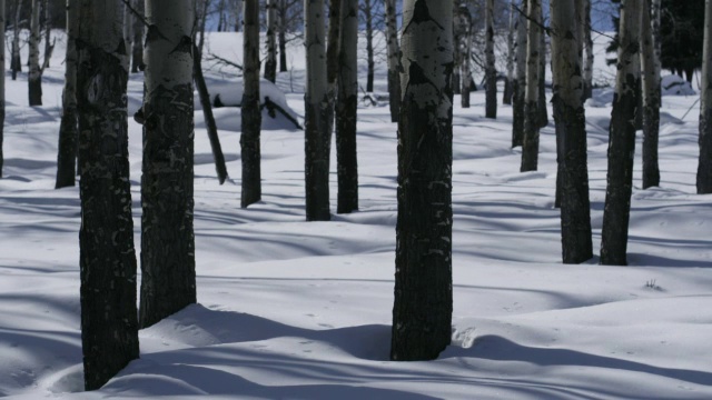 白桦树的影子在雪地上移动。视频素材