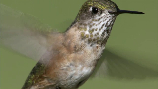 美国黄石公园，雌蜂鸟(Stellula Calliope)以花为食视频素材