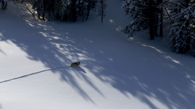 美国黄石公园，灰狼穿过雪地上空的航拍视频素材