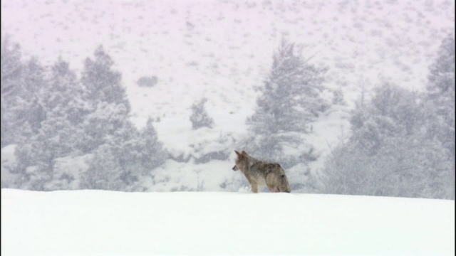 美国黄石公园，郊狼(犬科犬)在深雪中跋涉视频素材