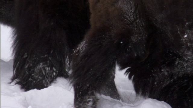 美国黄石公园，野牛在深雪中奔跑发情视频素材