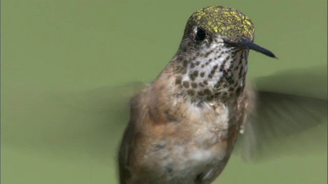 美国黄石公园，雌蜂鸟(Stellula Calliope)以花为食视频素材