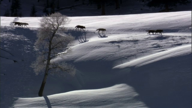 灰狼(犬类狼犬)穿过雪脊，黄石，美国视频素材